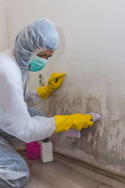 Best Crawl Space Mold Remediation  in Dalton, PA