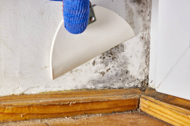 Best Water Damage & Mold Remediation  in Dalton, PA